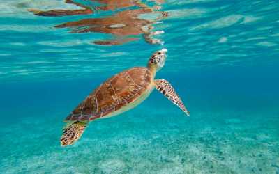 Wycieczka fakultatywna, Wycieczka na plażę Lara Beach i kanion Avakas z Pafos